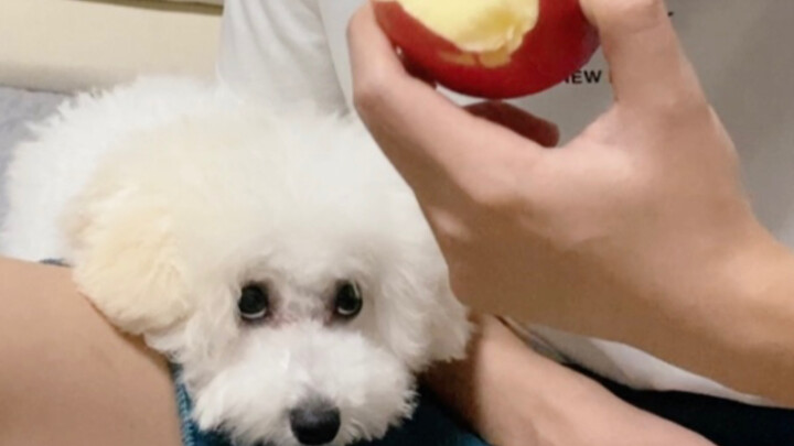 Owner pretending to protect his food, his dog's reaction is hilarious