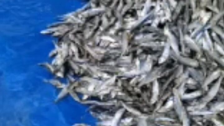dried fish for sale