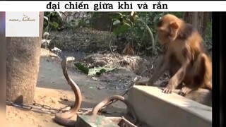 đại chiến giữa khỉ và rắn