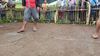 cobra vs alimbuyugin