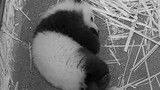 【Panda】Mei Xiang's Cub Xiao Qi Ji Biting His Paw in His Sleep