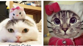 Funny & Cats - รวมน้องแมวน่ารัก 31