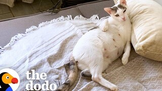 คู่รักพาแมวจรจัดตั้งท้องกลับบ้านที่ร้านเช่ารถในคอสตาริกา โดโด้