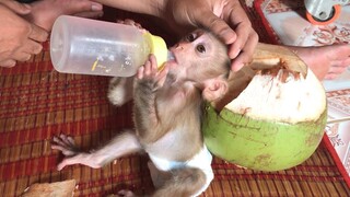 So hungry Mino monkey's cousin, monkey coconut