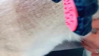 Copper’s most dreaded activities FYP foryou funny funnydog dog petsoftiktok