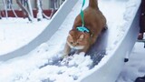 The cat played with the snow slide for the first time