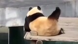 大熊猫挠痒痒的姿势都很妖娆呀！