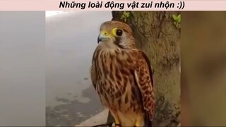 Những loài động vật vui nhộn #haihuoc #funny