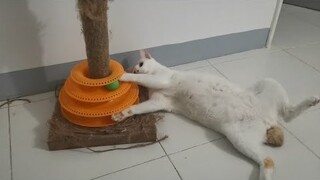 Here's how to play the Cat tower toy right ||Clowderzone