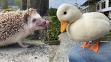 [Animals]The duck pecked the hedgehog with its mouth