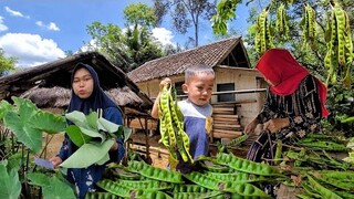 Panen PETE, Lanjut Masak LOTO, CUMI Sotong Sambel PETE, Nasi Anget, Ah.. Mantap