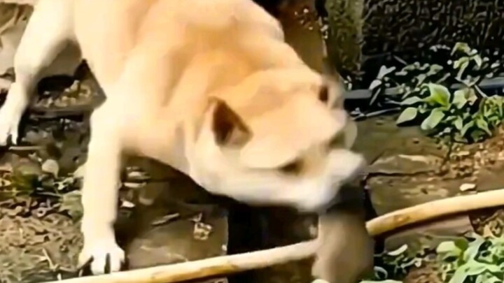 “狗拿耗子 和 猫拿耗子 的区别”