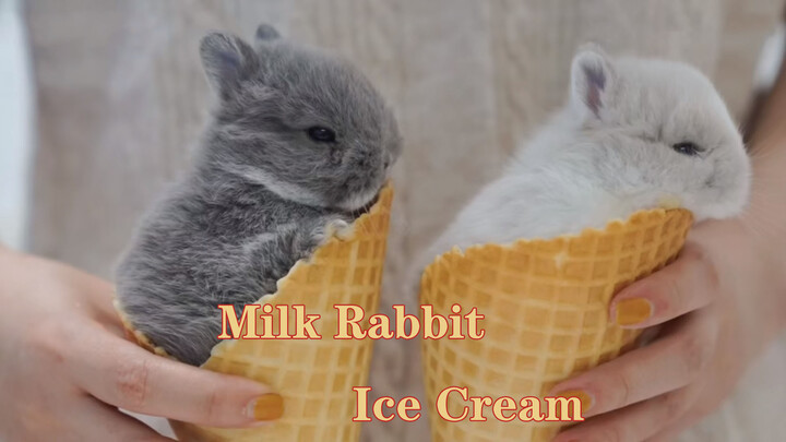 How To Make A Real Bunny Ice Cream