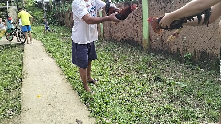 GOLDENBOY SWEATER OF BOSS JONG NARCISO VS POSSUM SWEATER FROM  PATRICK PUNO OF DOMINATOR GAMEFARM