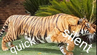 How many times can these tigers eat in this video?