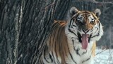 เสือโคร่งไซบีเรียป่า: ซ่อนไว้อย่างดี คุณถ่ายรูปพวกมันทั้งหมด