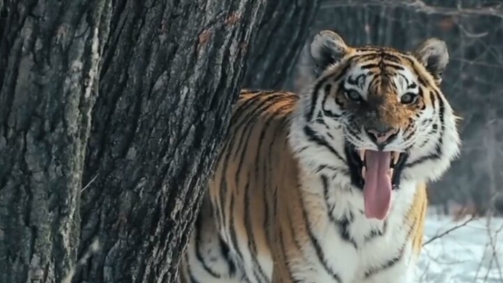 Harimau Siberia Liar: Tersembunyi dengan sangat baik, semuanya difoto oleh Anda