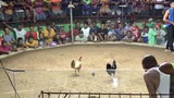 #sabung gold Henny 🐓 2Cock Derby 1st Fight (win) Bantayan island