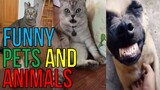 Nakakatawa Mga Alagang Hayop , Funny Pets And Animals, Funny Videos Compilation