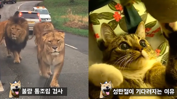 จะเกิดอะไรขึ้นเมื่อฝูงสิงโตป่าเข้ายึดถนน Funny Animal Meme