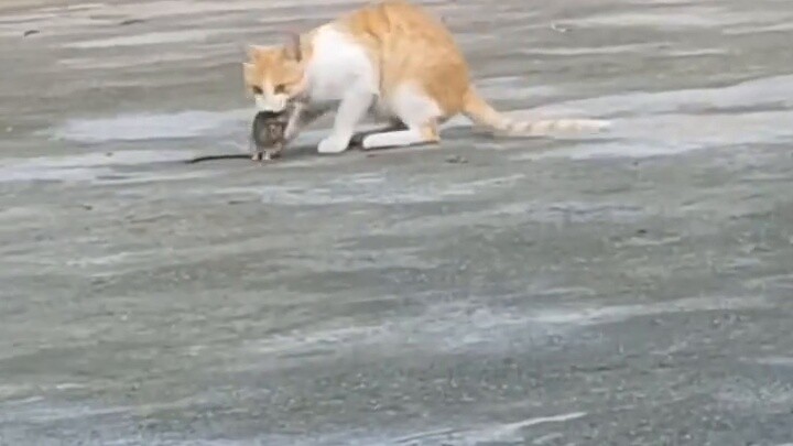 Kucing: Bu, aku tidak perlu makan siang! Tikus: Bu, aku tidak perlu makan siang!