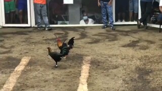 2nd fight draw Hennie        JJHM GAMEFOWL FARM