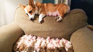 OMG CUTE BABY ANIMALS Videos Compilation CUTEST โมเมนต์ของสัตว์ 🐶 ลูกสุนัขน่ารัก 30
