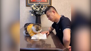 Quàng thượng này yang hồ quá | MYPET