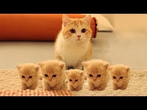 Adorable so cute kitten videos that will melt your heart