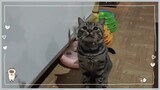 Feather Stick | Cat Vlog #18