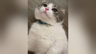 Bỏ za nhó 😒 cat catsoftiktok cutecat catlover fypシ foryoupage foryou