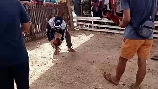 doc halsey#suportahan mautak na manok