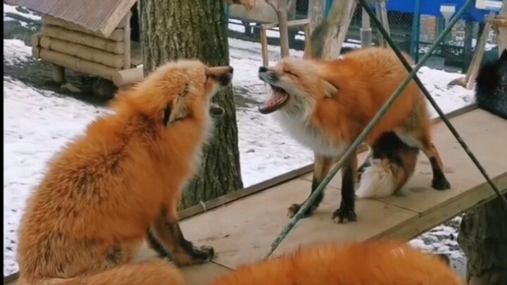 "Animal". Foxes look so cute when they fight.