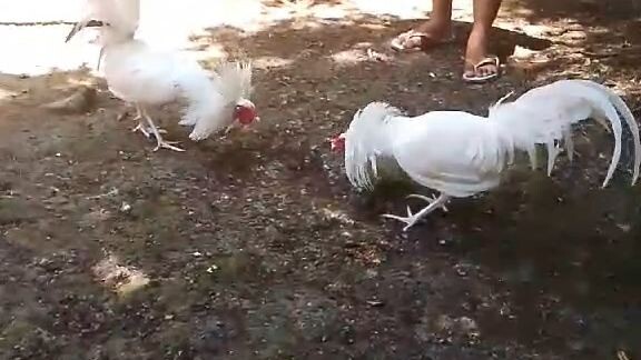 full brothers white kelso