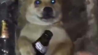 The first time I saw a dog drink blackout