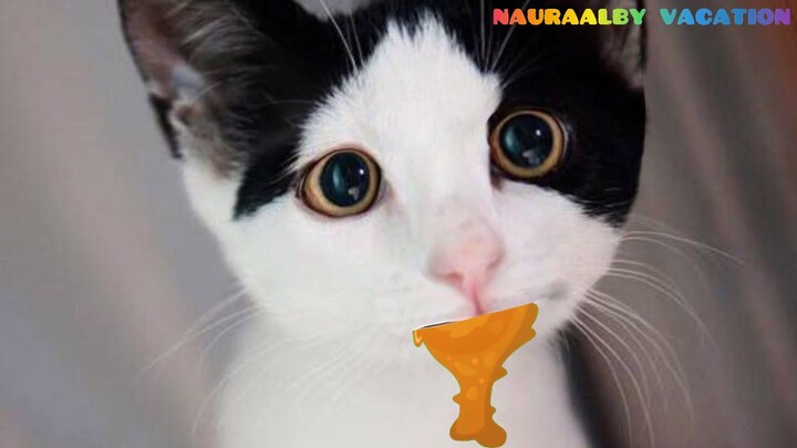 Kucing lucu makan ayam goreng