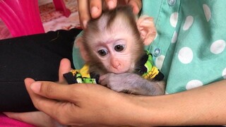 Amusing and feeding the Baby monkey with milk