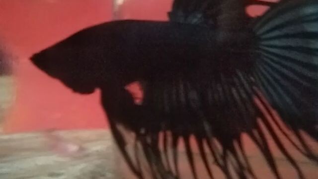 Crowntail betta fish