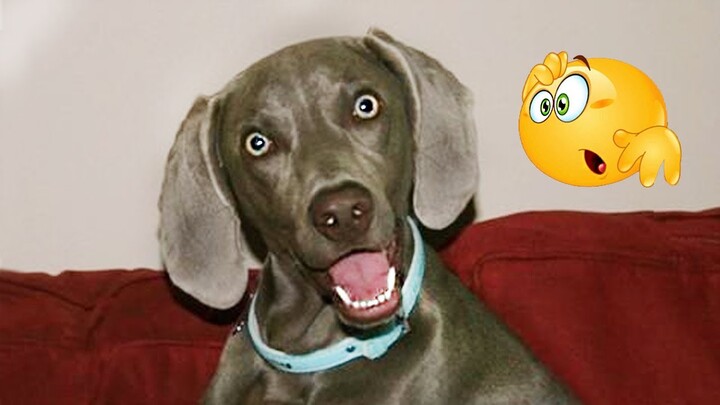 Best Funny Animal Videos 2022 π΄ - Funniest Dogs And Cats Videos ππ - Bilibili Best Funny Animal Videos 2022 π΄ - Funniest Dogs And Cats Videos ππ - Bilibili