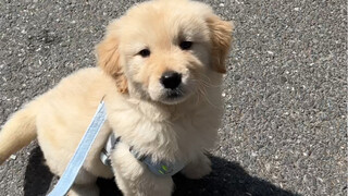 Bagaimana semua orang bisa melewati masa memalukan Golden Retriever?