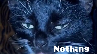 Nothing cat