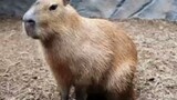 capybara