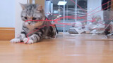 Video kucing yang menantang! Kucing yang keras kepala