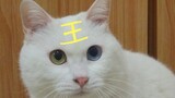 【Animal Circle】Revealing the arrogance of my cat