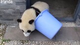 [Panda] พี่เลี้ยงช่วยเติมนมให้เต็มถัง หนูจะหนีออกจากบ้านแล้ว