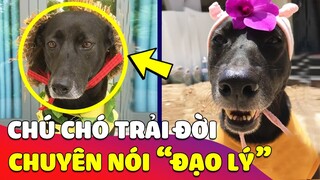 Chú chó 'THÍCH NÓI ĐẠO LÝ' nhất Tiktok, câu nào câu nấy ai nghe cũng 'CẢM LẠNH' 😅 Gâu Đần