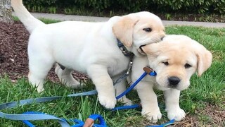 Funniest & Cutest Golden Retriever Puppies 27 - Funny Puppy Videos 2019