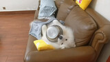 [Loài vật] [Chó] Chú chó Samoyed xấu tính