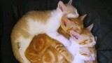 Very Cute Sleeping Orange Cat Pusa Meow Galore Here on Bilibili Asia