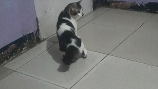 cat playing